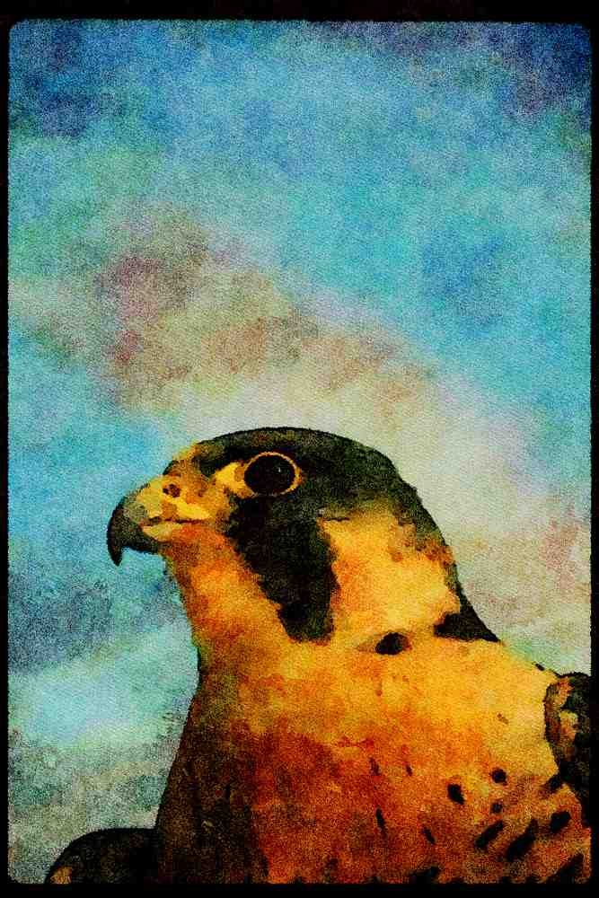 070041 Peregrine Falcon (Head Shot) A4 Limited Edition Watercolour Print