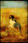 070042 Peregrine Falcon In Marsh A4 Limited Edition Watercolour Print