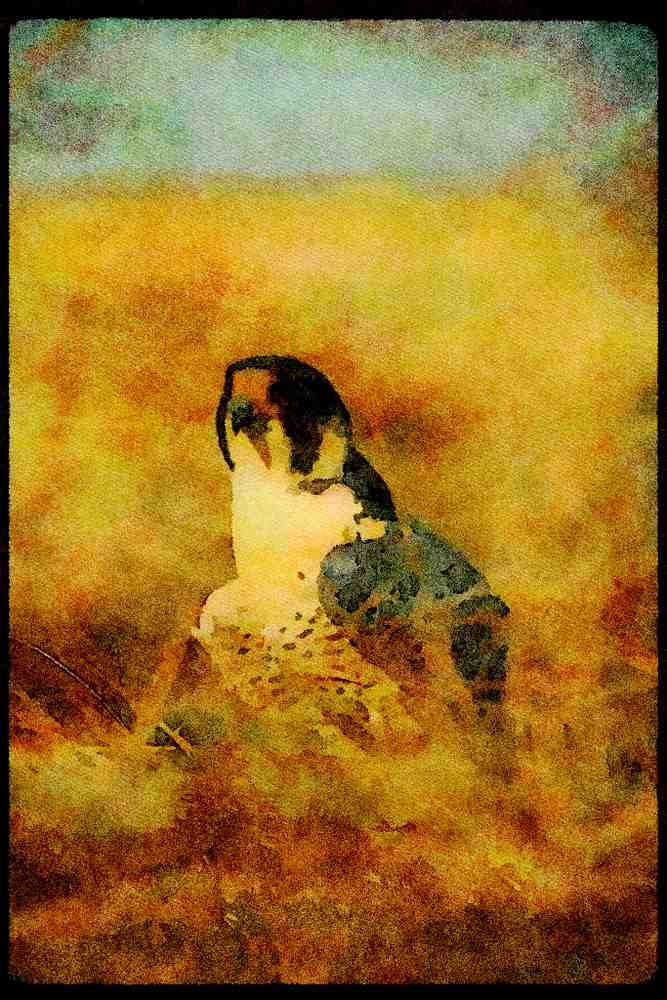 070042 Peregrine Falcon In Marsh A4 Limited Edition Watercolour Print