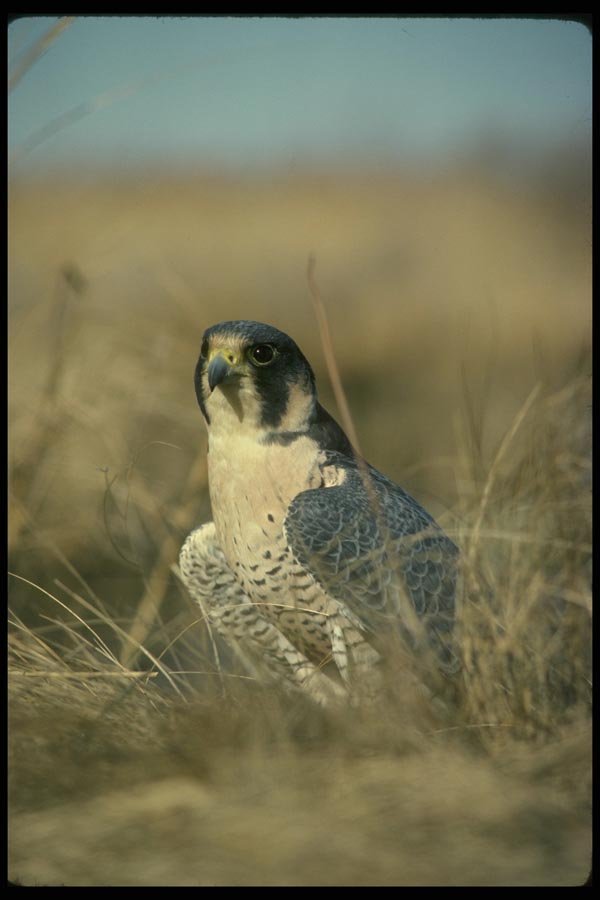070042 Peregrine Falcon In Marsh A4 Photo Print