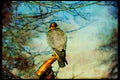 070043 Peregrine Falcon On Hunting Perch A4 Limited Edition Watercolour Print