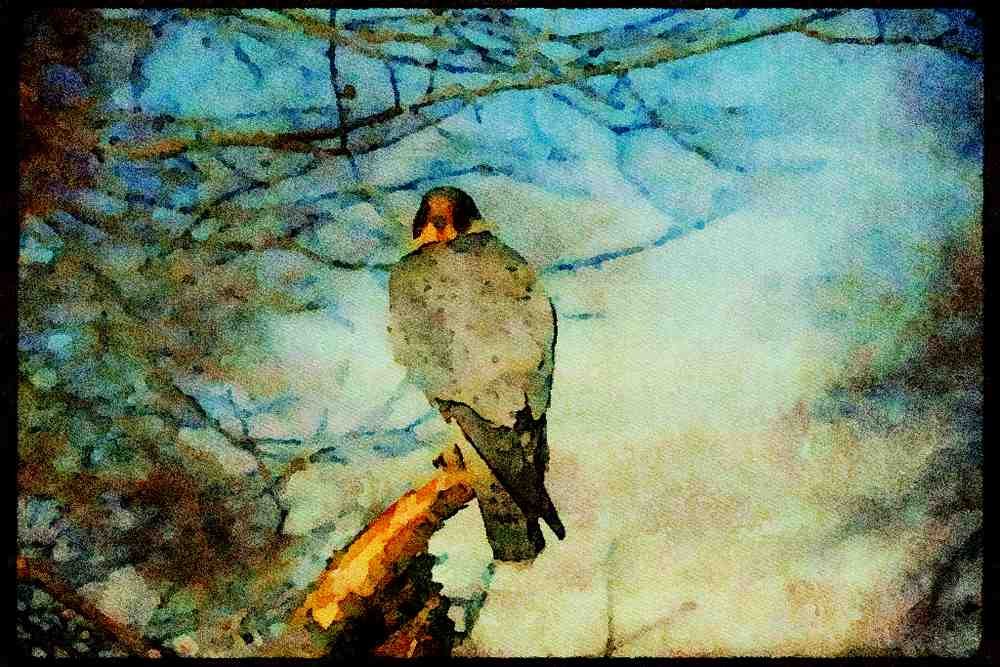 070043 Peregrine Falcon On Hunting Perch A4 Limited Edition Watercolour Print