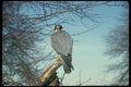 070043 Peregrine Falcon On Hunting Perch A4 Photo Print