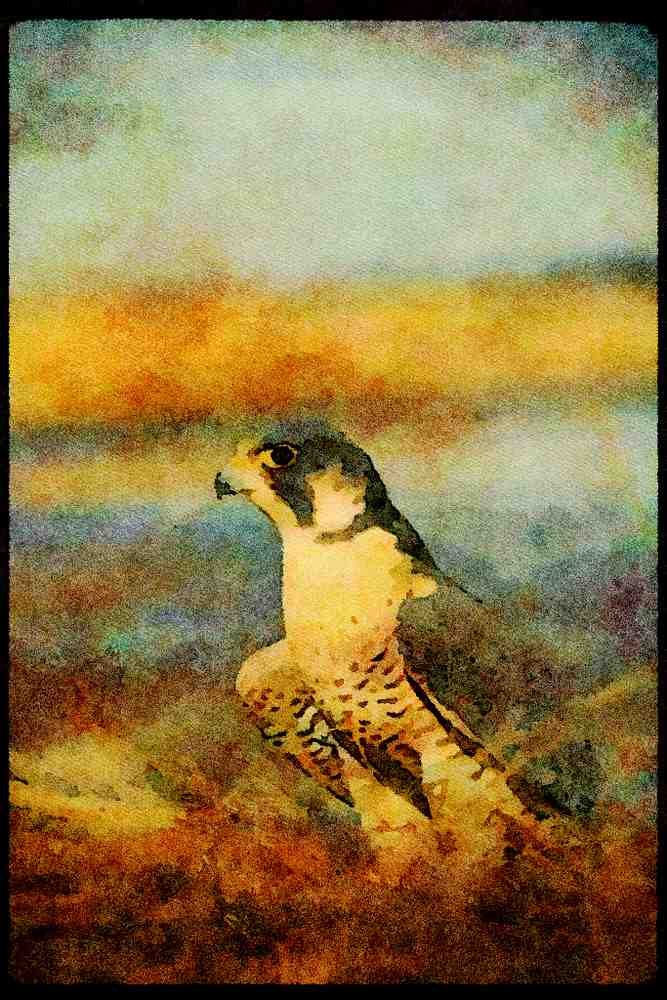 070044 Peregrine Falcon In Marsh A4 Limited Edition Watercolour Print