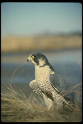 070044 Peregrine Falcon In Marsh A4 Photo Print