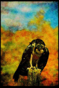 070045 Osprey On Hunting Perch A4 Limited Edition Watercolour Print