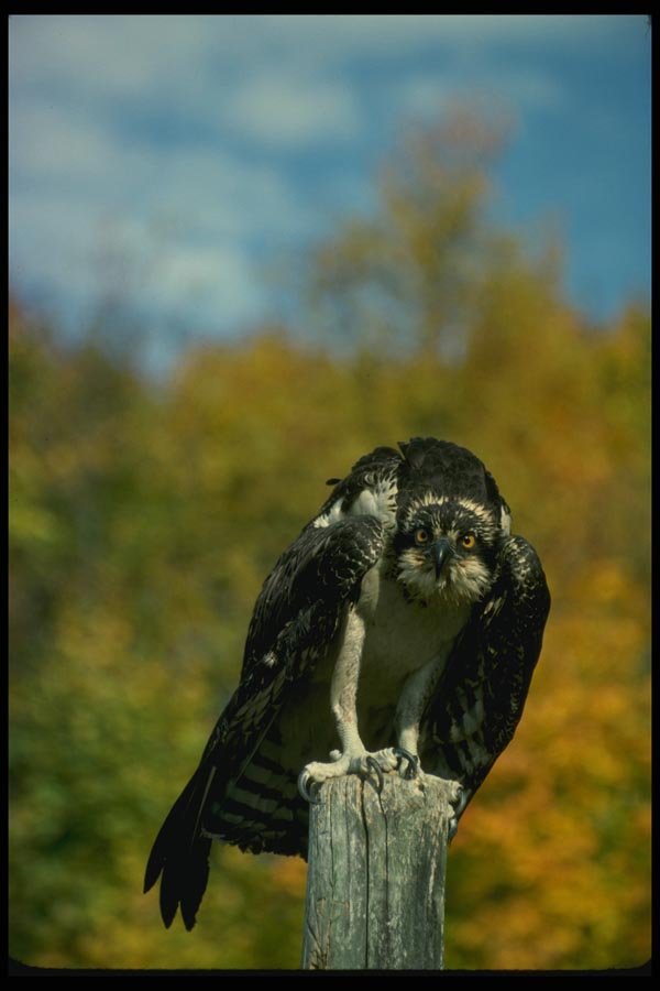 070045 Osprey On Hunting Perch A4 Photo Print