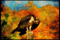 070046 Osprey On Hunting Perch A4 Limited Edition Watercolour Print