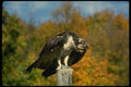 070046 Osprey On Hunting Perch A4 Photo Print