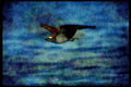 070047 Osprey In Flight A4 Limited Edition Watercolour Print