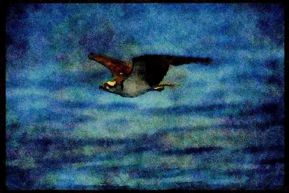 070047 Osprey In Flight A4 Limited Edition Watercolour Print
