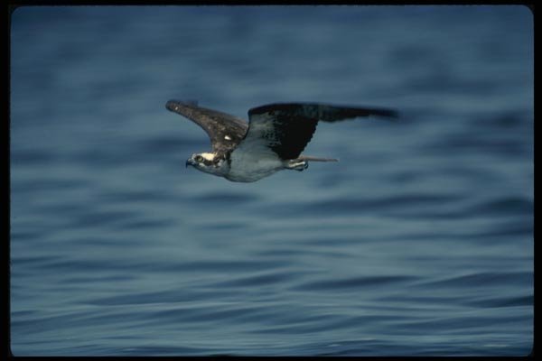 070047 Osprey In Flight A4 Photo Print