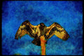 070048 Osprey Landing On Perch A4 Limited Edition Watercolour Print