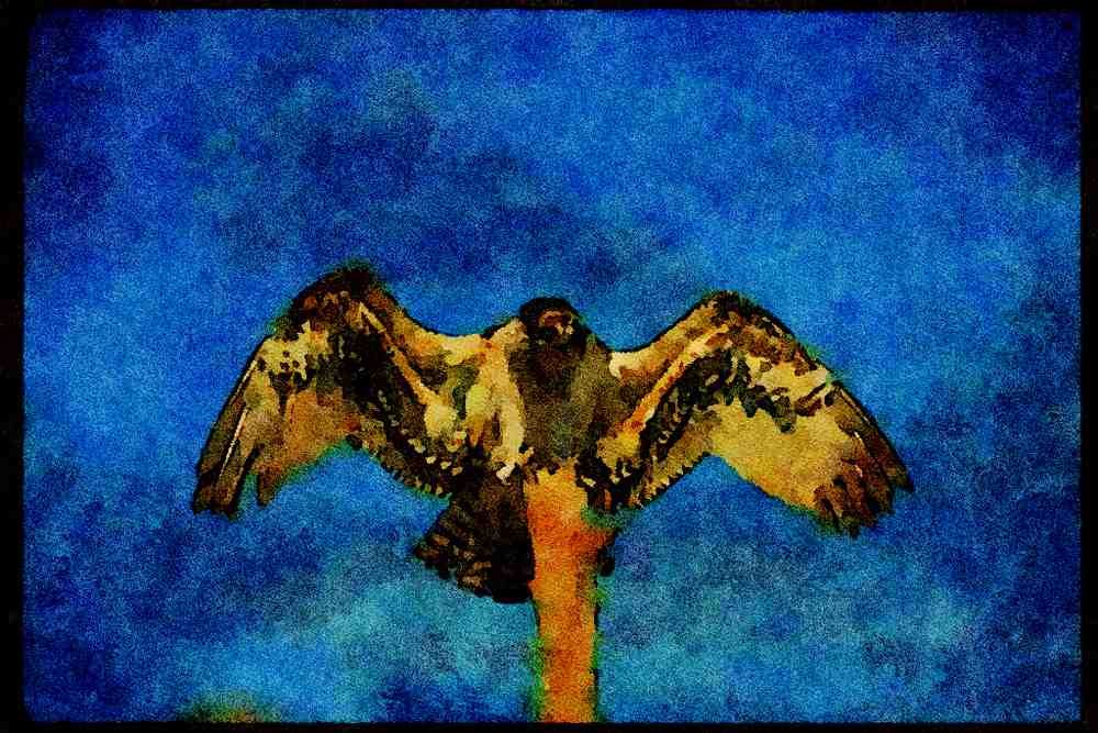070048 Osprey Landing On Perch A4 Limited Edition Watercolour Print
