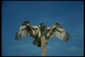 070048 Osprey Landing On Perch A4 Photo Print