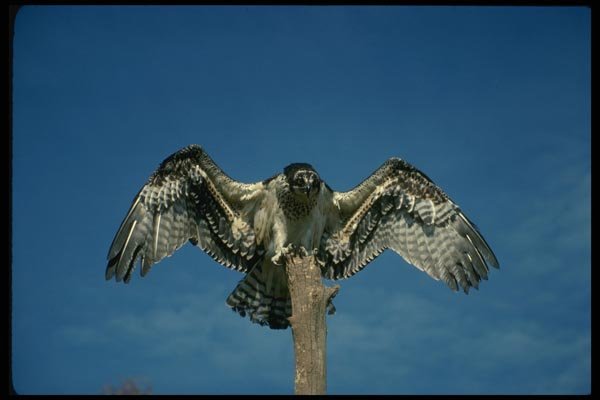 070048 Osprey Landing On Perch A4 Photo Print