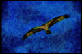 070049 Osprey In Flight A4 Limited Edition Watercolour Print