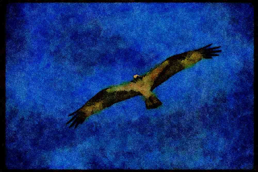 070049 Osprey In Flight A4 Limited Edition Watercolour Print