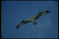 070049 Osprey In Flight A4 Photo Print