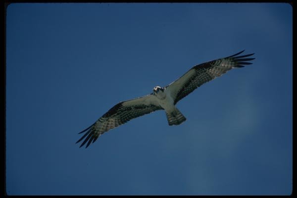 070049 Osprey In Flight A4 Photo Print