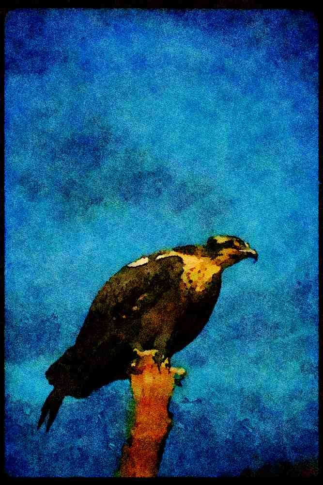 070050 Osprey On Hunting Perch A4 Limited Edition Watercolour Print