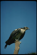 070050 Osprey On Hunting Perch A4 Photo Print