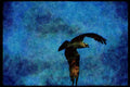 070051 Osprey In Flight A4 Limited Edition Watercolour Print