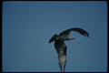 070051 Osprey In Flight A4 Photo Print