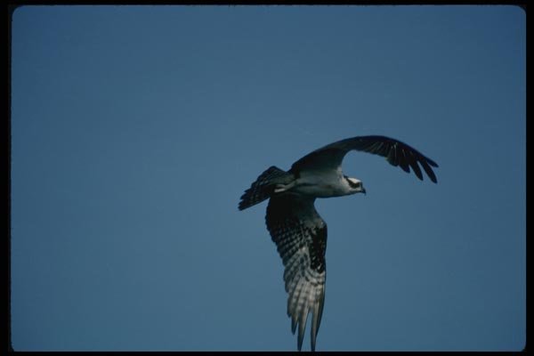 070051 Osprey In Flight A4 Photo Print