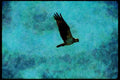 070052 Osprey In Flight A4 Limited Edition Watercolour Print