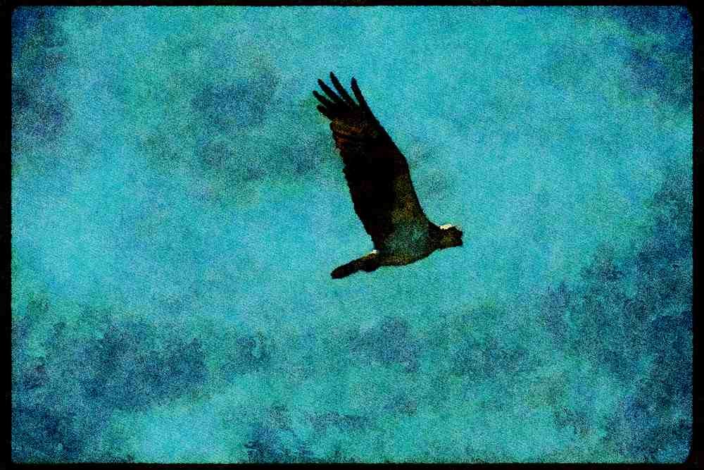 070052 Osprey In Flight A4 Limited Edition Watercolour Print