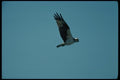 070052 Osprey In Flight A4 Photo Print