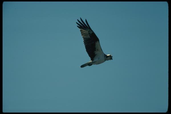 070052 Osprey In Flight A4 Photo Print