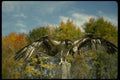 070053 Osprey Landing On Perch A4 Photo Print