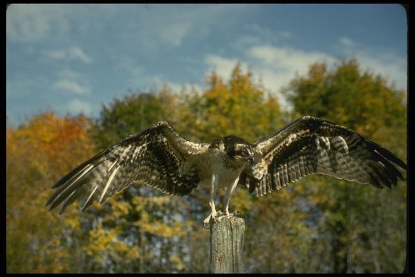 070053 Osprey Landing On Perch A4 Photo Print