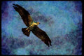070054 Osprey In Flight A4 Limited Edition Watercolour Print