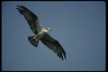 070054 Osprey In Flight A4 Photo Print