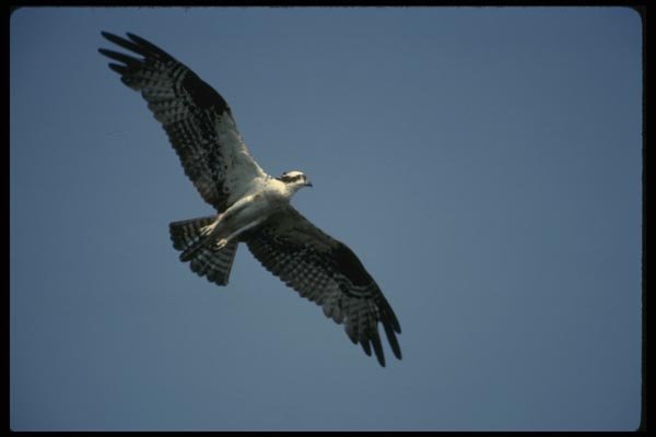 070054 Osprey In Flight A4 Photo Print