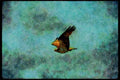 070055 Osprey In Flight A4 Limited Edition Watercolour Print