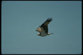 070055 Osprey In Flight A4 Photo Print