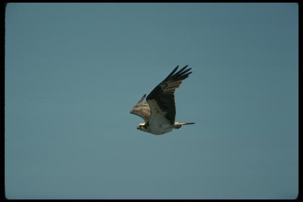 070055 Osprey In Flight A4 Photo Print