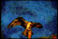 070056 Osprey Landing On Perch A4 Limited Edition Watercolour Print
