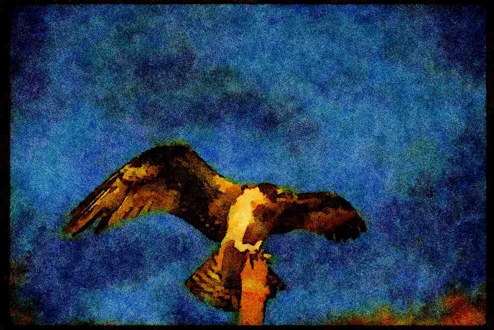 070056 Osprey Landing On Perch A4 Limited Edition Watercolour Print