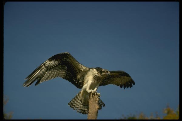 070056 Osprey Landing On Perch A4 Photo Print