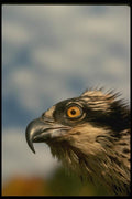 070057 Osprey (Head Shot) A4 Photo Print
