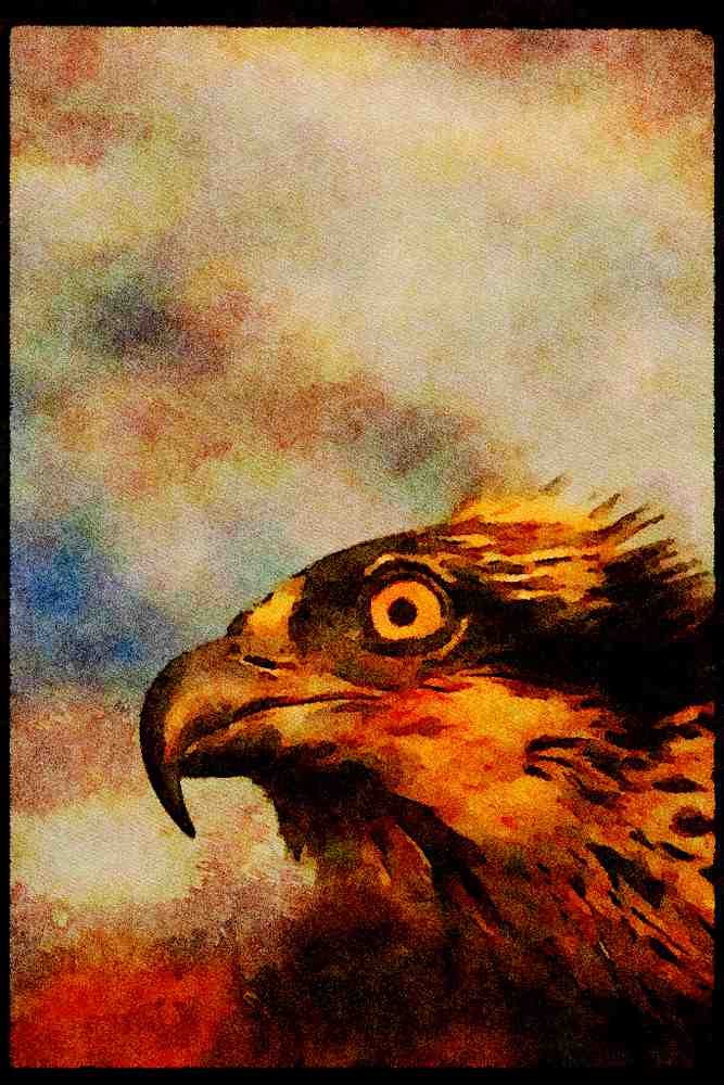 070057 Osprey (Head Shot) A4 Limited Edition Watercolour Print