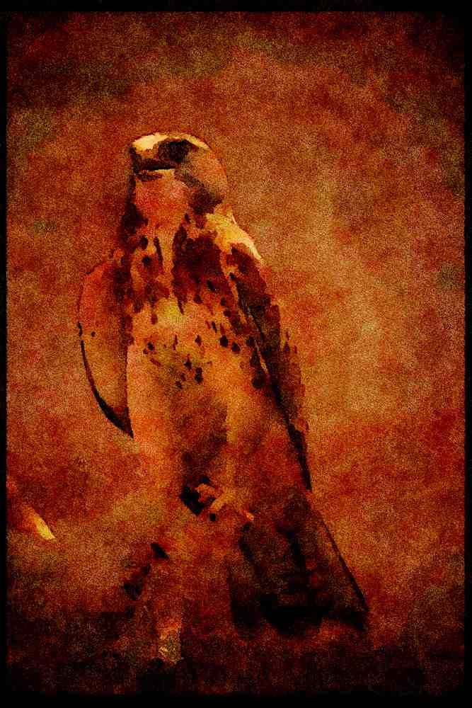 070058 Swainson's Hawk On Hunting Perch A4 Limited Edition Watercolour Print