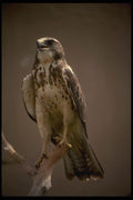070058 Swainson's Hawk On Hunting Perch A4 Photo Print