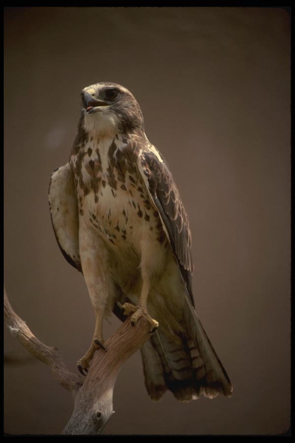 070058 Swainson's Hawk On Hunting Perch A4 Photo Print