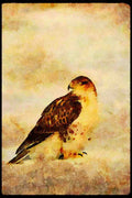 070059 Ferruginous Hawk, Showing Nictitating Eyelid A4 Limited Edition Watercolour Print